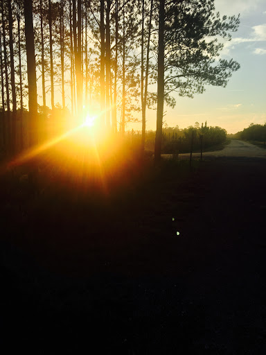 Sunrise at the Park - Thomas Barton