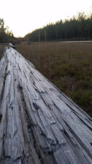 Pavilion Logs - Thomas Barton